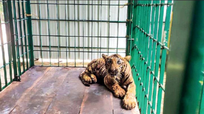 Seven-month-old tiger cub rescued at Tamil Nadu's Valparai | Chennai News -  Times of India