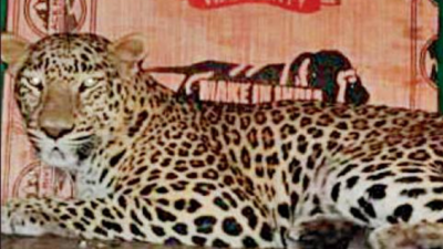 Madhya Pradesh: Leopard that killed toddler trapped in Dhar