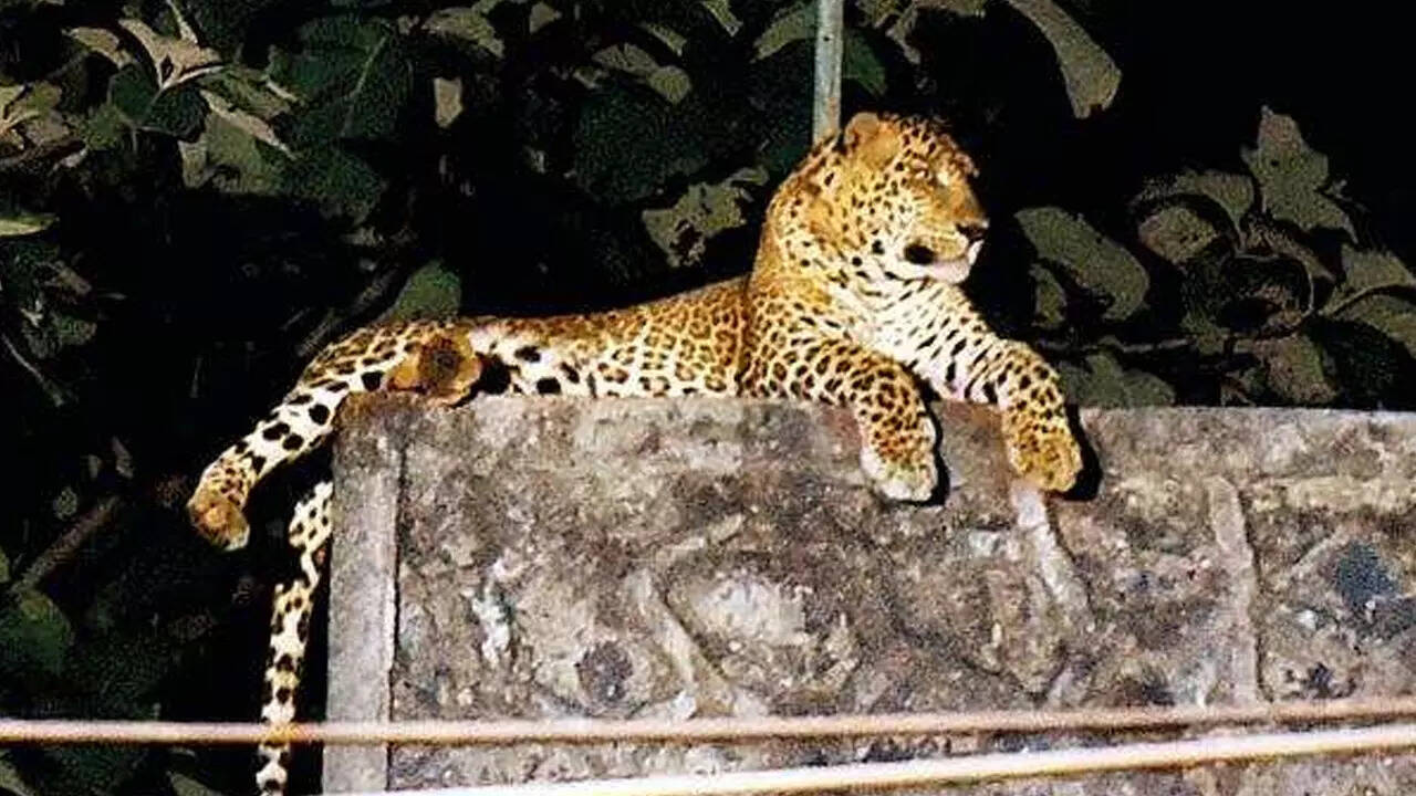 レッグウェア if six was nine LEG/LG LEOPARD Champagne if six was nine LEG/LG LEOPARD Champagne レッグウェア if six