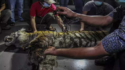 Rare Sumatran tiger found dead in animal trap in Indonesia
