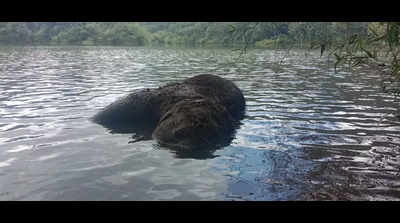Rain in Kanyakumari: Elephant calf drowns in Kodayar