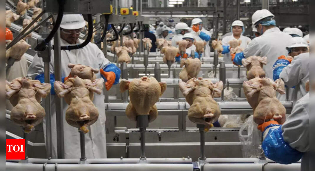 Usda: USDA rethinks approach to controlling salmonella in poultry ...