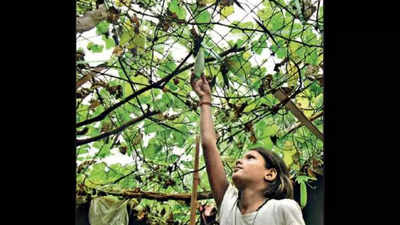 700 ragpickers turn Delhi shanties into food gardens