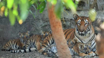 Pune: Rajiv Gandhi Zoological Park to open with new exhibits and tech ...