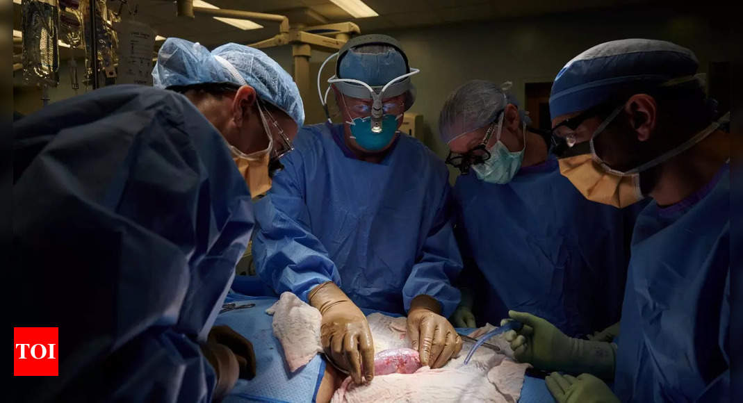 US surgeons successfully test pig kidney transplant in human patient