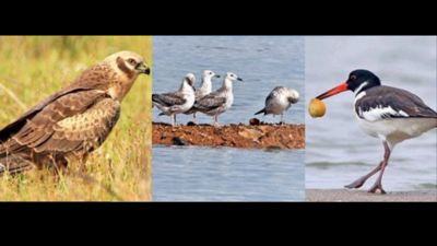 Chennai: Migratory birds start arriving at marshlands, lakes