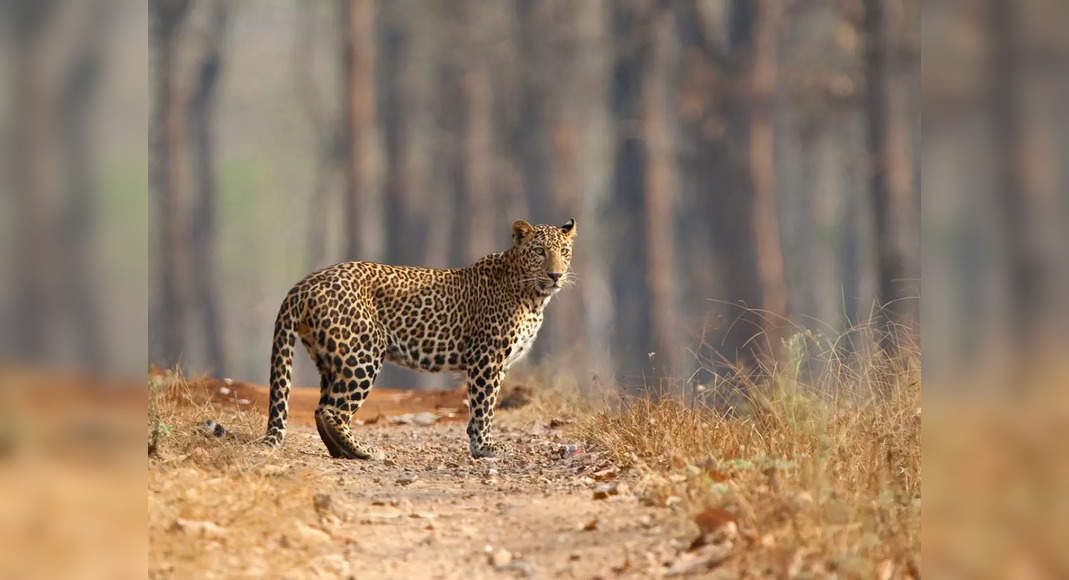 Where to see wildlife in Karnataka? | Times of India Travel