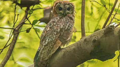 Uttar Pradesh: Prayagraj based medico and bird enthusiast spots extremely rare and endangered Owl