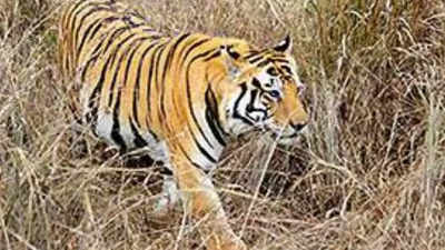 Madhya Pradesh: Satpura Tiger Reserve gets 'Earth Guardian' recognition