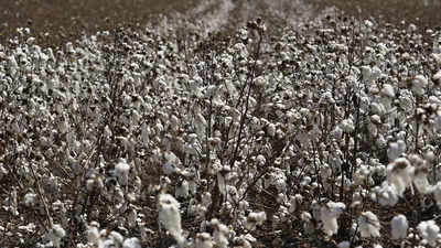 Vidarbha farmers selling raw cotton at record high of Rs 7,000/quintal