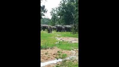 Elephant herd in Gadchiroli started from Odisha in 2014