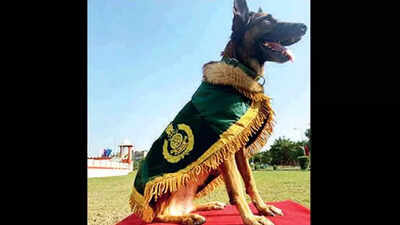 K9 Snowy awarded in Greater Noida for saving lives of 2 dozen ITBP men in Red zone