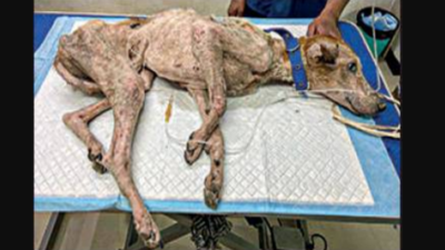 Iit: After petition, IIT-Madras gives custody of 3 ill dogs ...