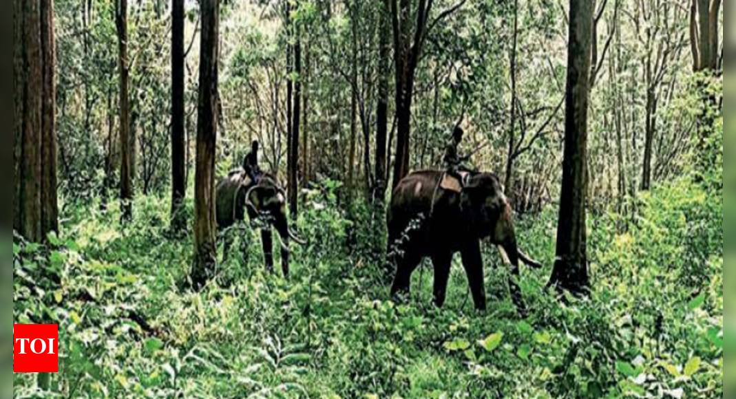 Mtr: Six kumki elephants deployed to monitor movement of wayward tusker
