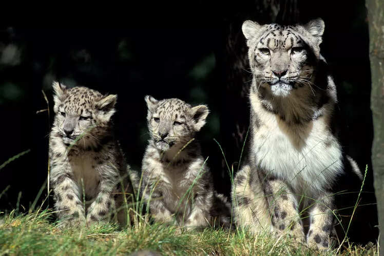 Govind Pashu Vihar National Park, Uttarakhand