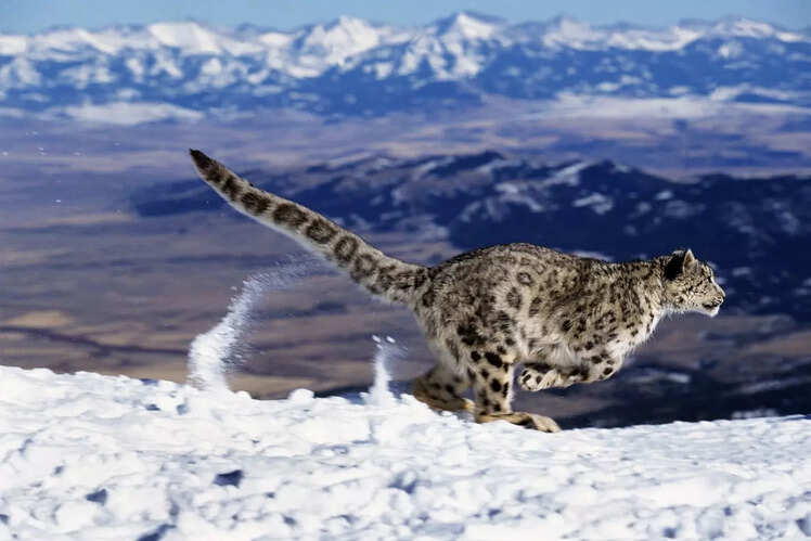 International Snow Leopard Day: Where to spot these ‘vulnerable