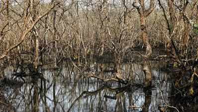 Haphazard devpt, reclamations impact city’s mangrove ecology