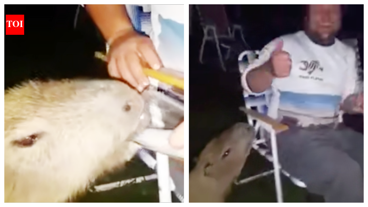 Capybara grabs a beer with the boys!