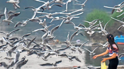 Birds of a feather start flocking together in Delhi