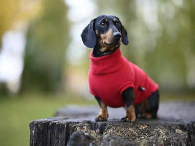 Dog sweaters: Make your pet ready for winters