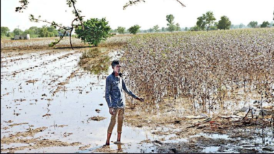 Ellenabad: High water table a curse for farmers