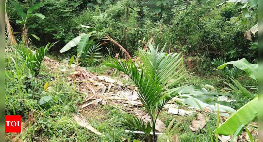 Elephant destroys plantation in DK forests