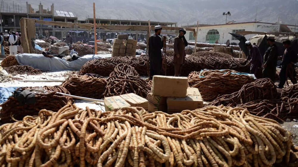 Afghanistan Kandahar's dry fruit wholesale market The Times of India