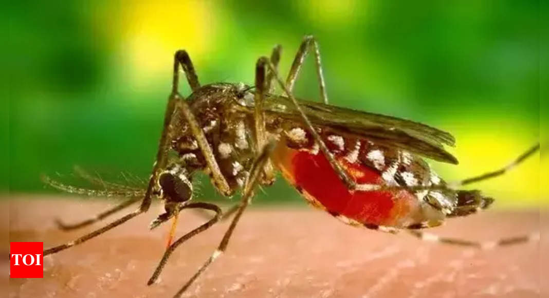 Chikungunya cases in Maharashtra at 5-year high