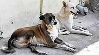 Stray dogs found buried in a dump in Telangana