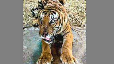 Tiger rescued from Nilgiris may be shifted to Vandalur Zoo