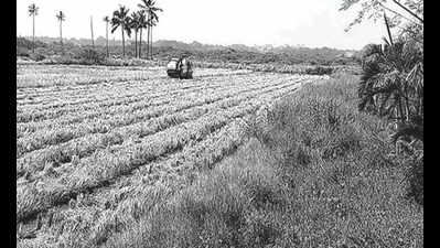 Goa: Santa Cruz farmers set to harvest 6 tonnes of paddy