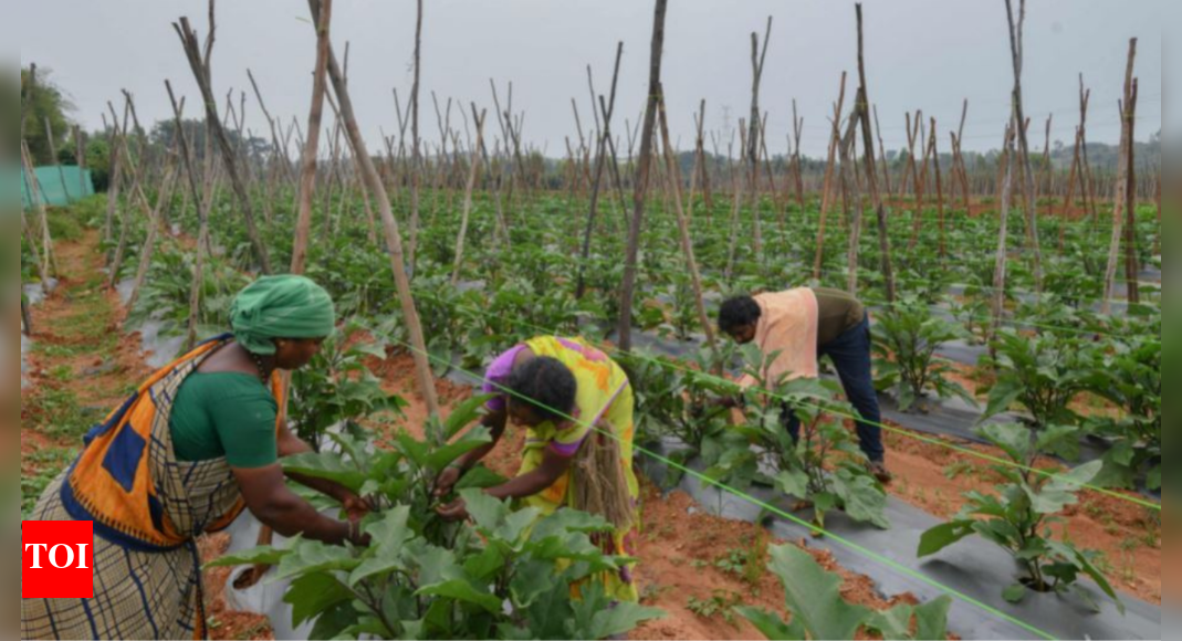 Farm suicides rise by 18%: NCRB report