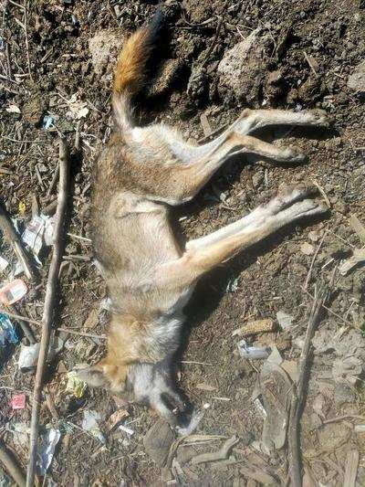 Villagers kill wolf attacking humans | Nagpur News - Times of India
