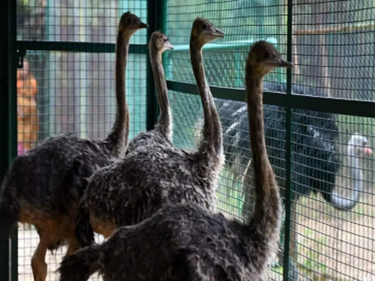 Tamil Nadu Five Ostriches Die In Vandalur Zoo Chennai News Times Of India