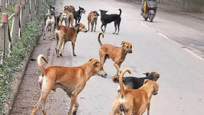 Coimbatore: Stray dog turns violent, bites 11 people in 3 hours in Annur and surrounding villages