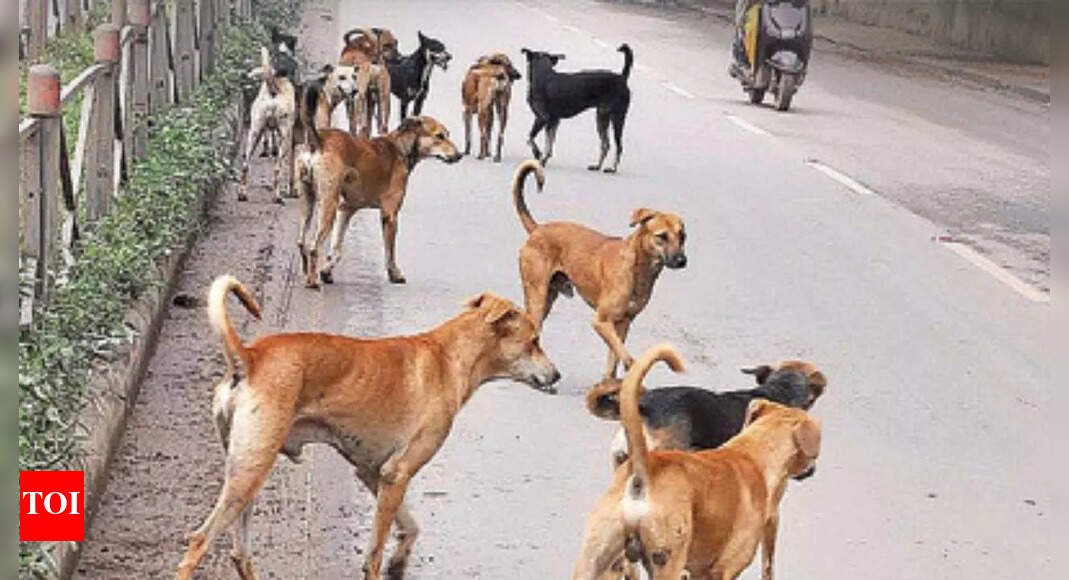 Coimbatore Stray dog turns violent, bites 11 people in 3 hours in