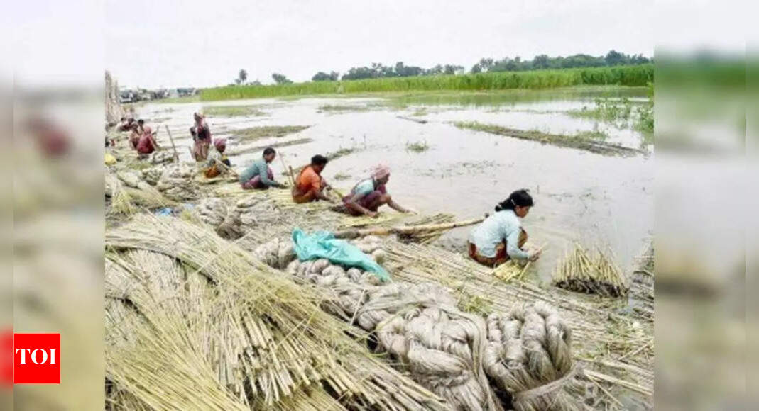 Jute cultivation revives in Katihar Patna News Times of India