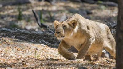 Gujarat: Carcasses of lioness, leopardess recovered from open wells in Gir