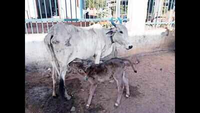 IVF brings high milk yield Gir genes from Brazil to India via ...