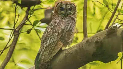‘Remain vigilant, stop illegal trade of owls for black magic in Bihar’