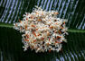 Amazing health benefits of night Jasmine