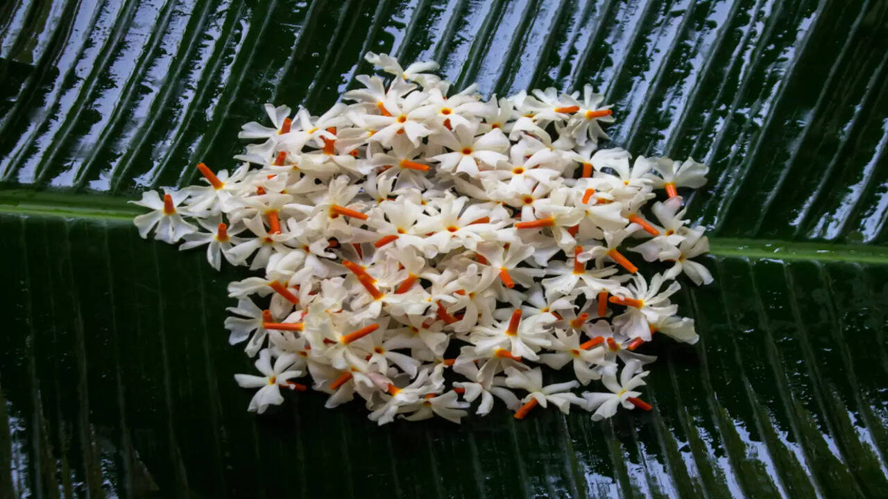 Amazing health benefits of night Jasmine (raat ki rani) - Times of India