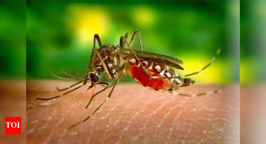 Chikungunya: Chikungunya cases rise to 33 in Mumbai | Mumbai News ...