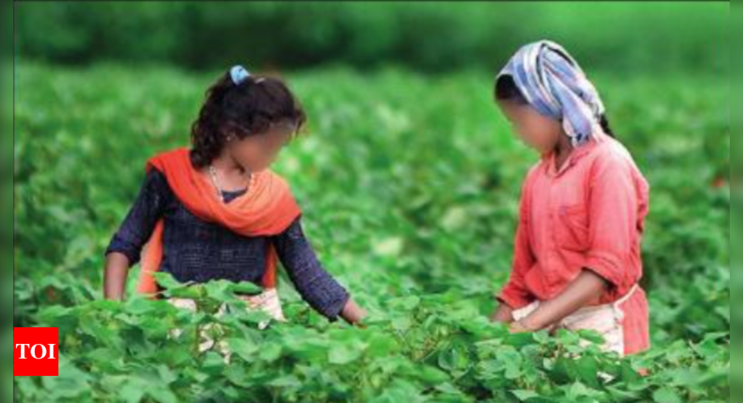 Tribal kids trafficked to pollinate TN cotton farms