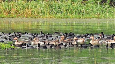 With 65 migratory species, greener Sultanpur park a visual treat as it opens after 19 months