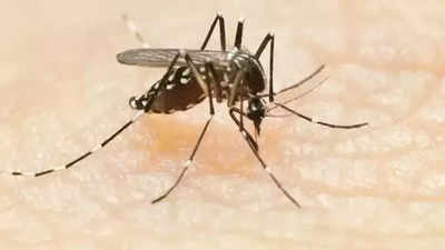 Dengue cases spike in Vadodara, symptoms more severe