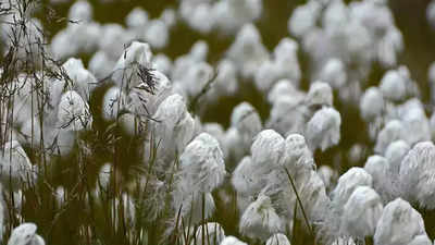 Punjab: All-time high cotton prices make pest attack-hit farmers feel worse