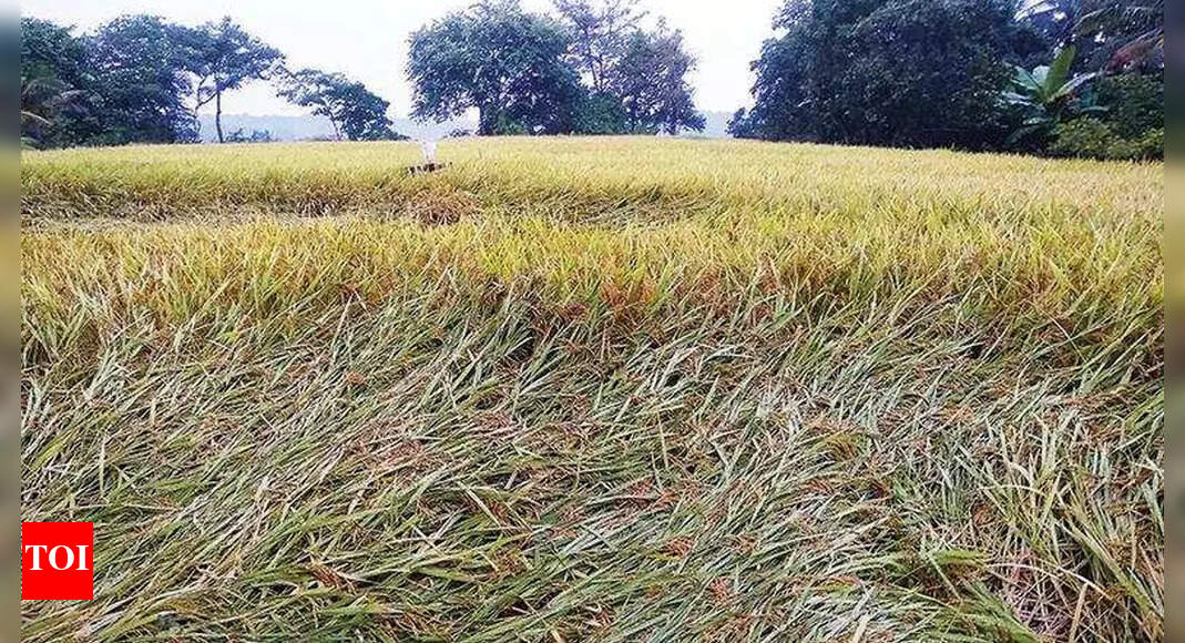 Goa: Paddy farmers rue losses due to post-monsoon rainfall | Goa News ...