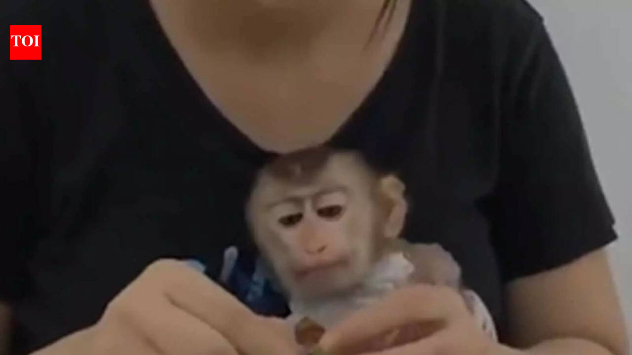 How an orphan baby monkey gets affection