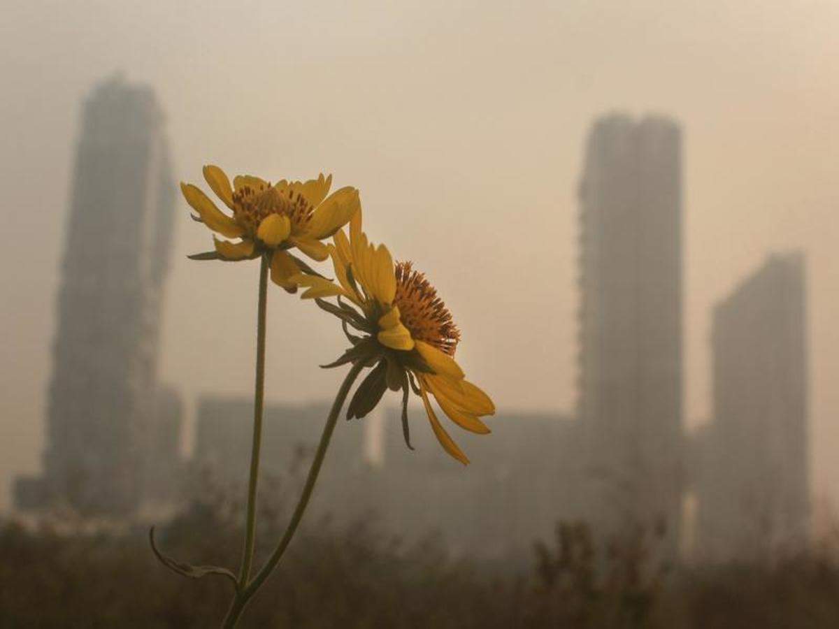 Chennai daisy haze in Search Results